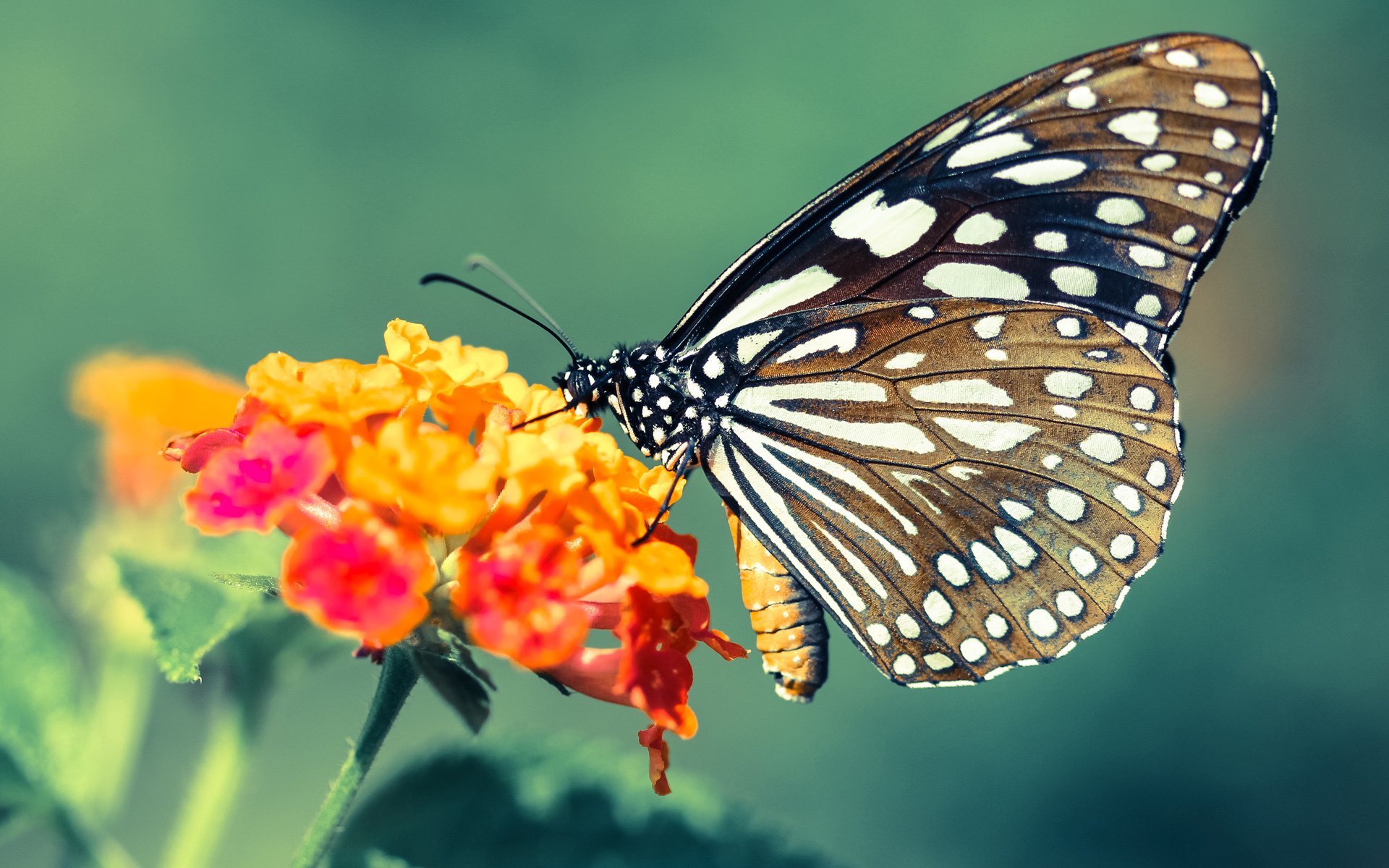 开云体育链接-“AI智能裁判：从辅助判罚到全自主判决，未来公平比赛的核心引擎”