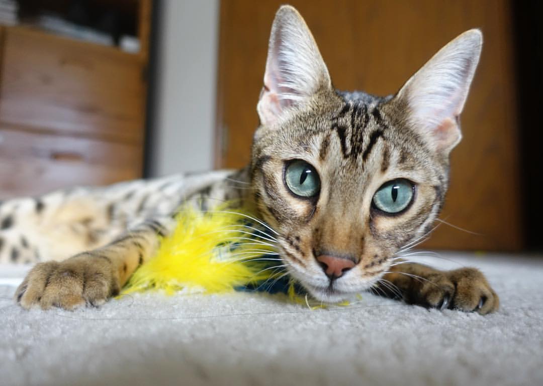 开云官方网页登录-《2025英雄联盟季中冠军赛，战火再燃！》，二零二零年英雄联盟总决赛冠军是谁