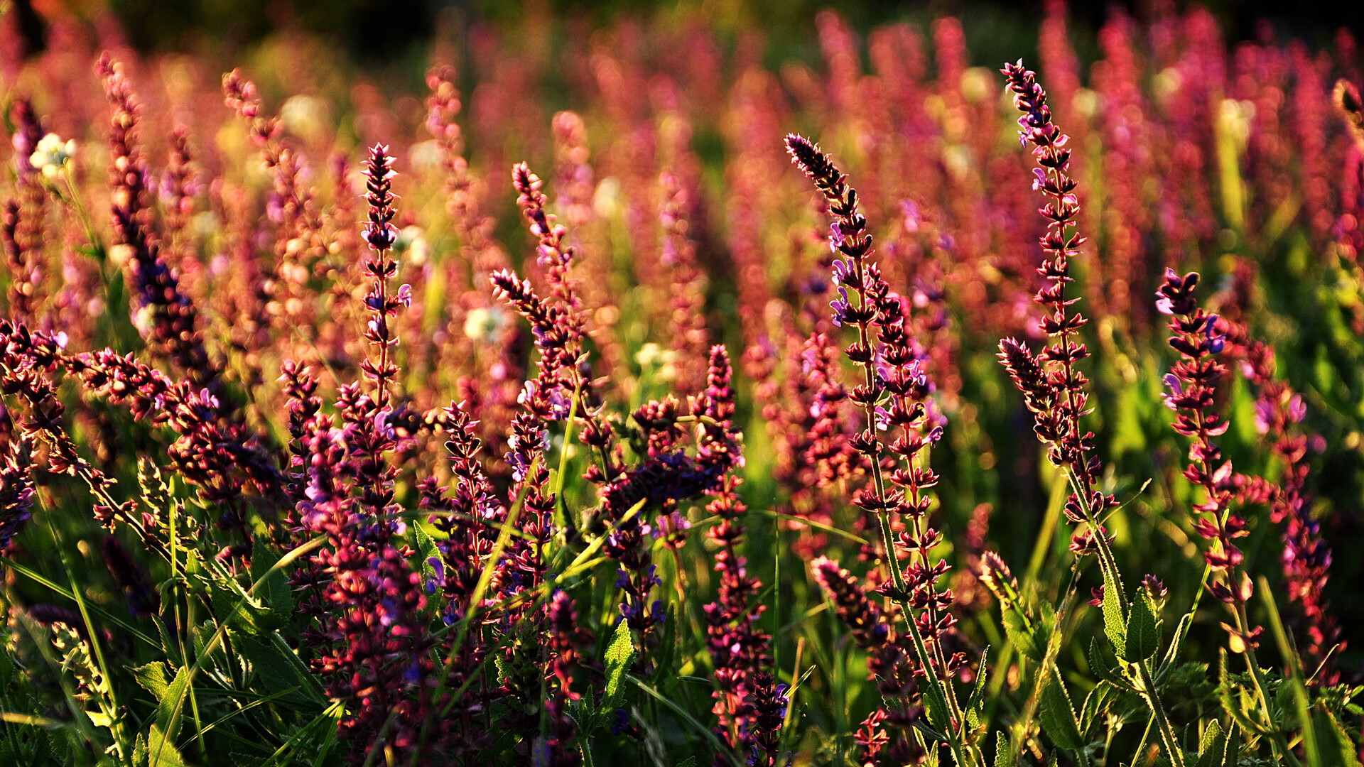 开云注册-史上最伟大的球员组合：“王者之师”的全貌揭秘，王者之师游戏攻略